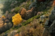 Automne